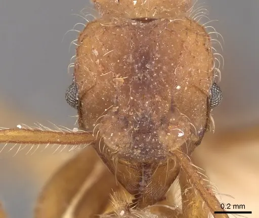 Mycetagroicus cerradensis specimen CASENT0901690 image casent0901690_2