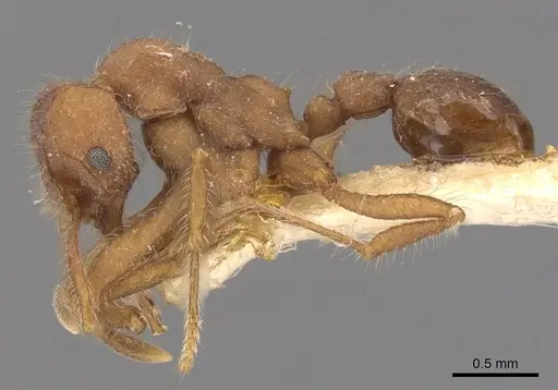 Mycetagroicus cerradensis specimen CASENT0901690 image casent0901690_3