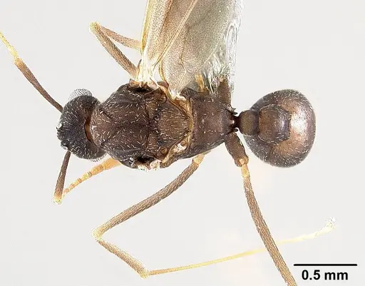 Mycetagroicus inflatus specimen ANTWEB1008120 image antweb1008120_1