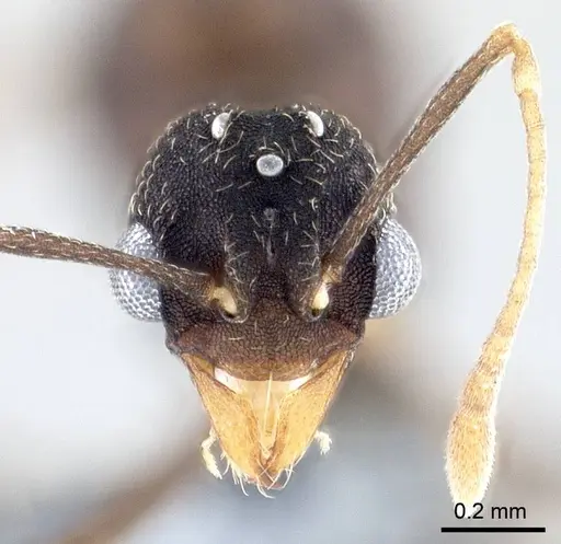 Mycetagroicus inflatus specimen ANTWEB1008120 image antweb1008120_2