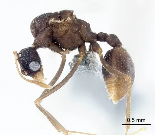 Mycetagroicus inflatus specimen ANTWEB1008120 image antweb1008120_3