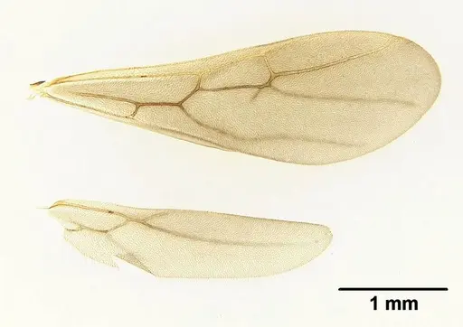 Mycetagroicus inflatus specimen ANTWEB1008120 image antweb1008120_4