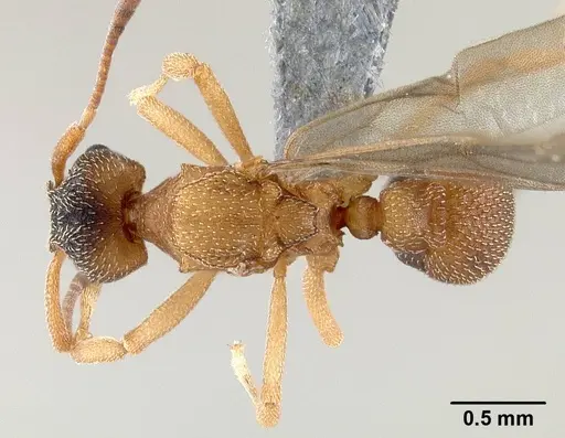 Mycetagroicus inflatus specimen ANTWEB1008121 image antweb1008121_1