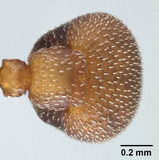 Mycetagroicus inflatus specimen ANTWEB1008121 image antweb1008121_2