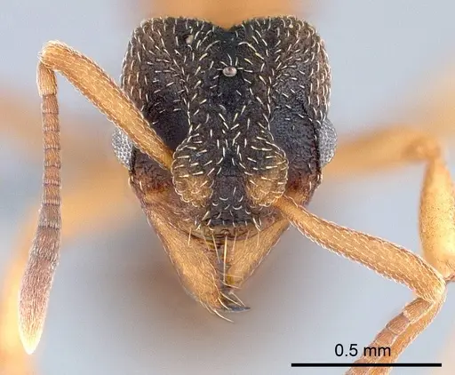 Mycetagroicus inflatus specimen ANTWEB1008121 image antweb1008121_3