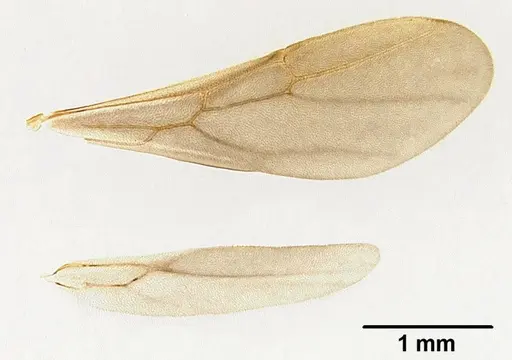 Mycetagroicus inflatus specimen ANTWEB1008121 image antweb1008121_5