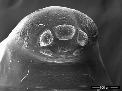 Mycetagroicus inflatus specimen ANTWEB1008122 image antweb1008122_1