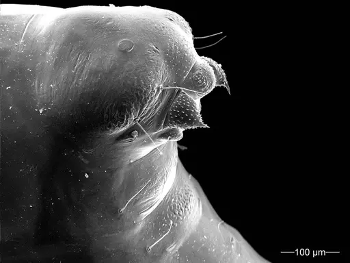 Mycetagroicus inflatus specimen ANTWEB1008122 image antweb1008122_2