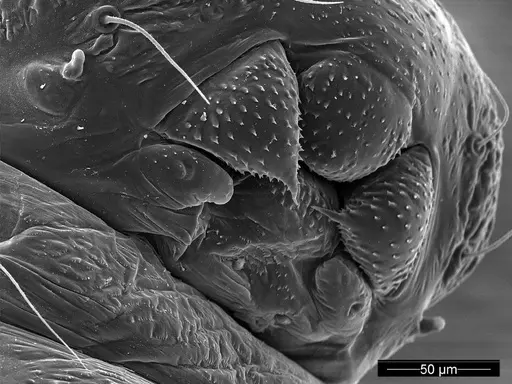 Mycetagroicus inflatus specimen ANTWEB1008123 image antweb1008123_1
