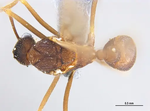 Mycetagroicus inflatus specimen MZSPHYM0135896 image mzsphym0135896_1