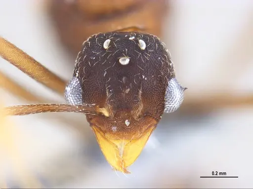 Mycetagroicus inflatus specimen MZSPHYM0135896 image mzsphym0135896_2