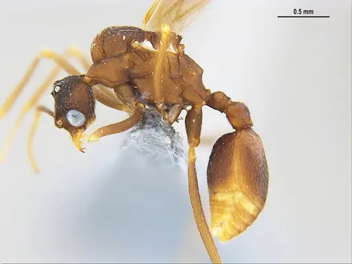 Mycetagroicus inflatus specimen MZSPHYM0135896 image mzsphym0135896_3