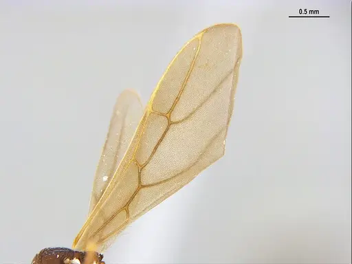 Mycetagroicus inflatus specimen MZSPHYM0135896 image mzsphym0135896_4