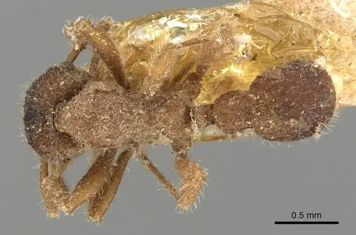 Mycetagroicus urbanus specimen CASENT0901689 image casent0901689_1
