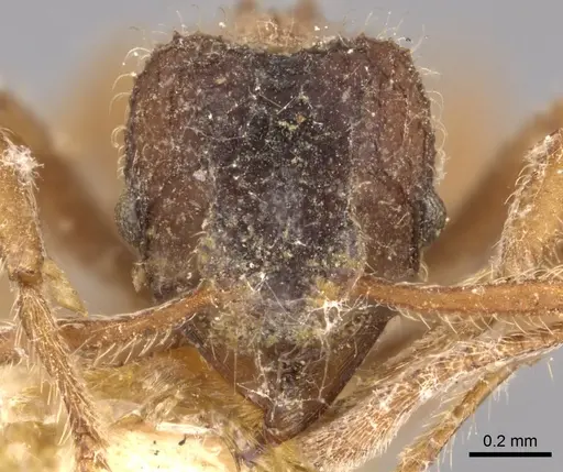 Mycetagroicus urbanus specimen CASENT0901689 image casent0901689_2