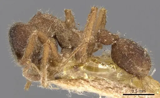 Mycetagroicus urbanus specimen CASENT0901689 image casent0901689_3