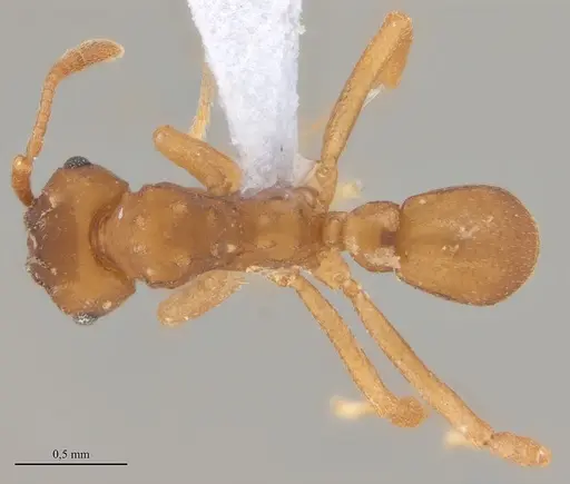 Mycetarotes carinatus specimen UFV-LABECOL-010837 image ufv-labecol-010837_1