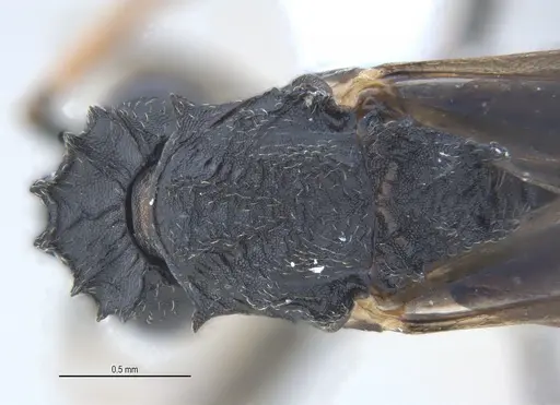 Mycetarotes parallelus specimen ANTWEB1053732 image antweb1053732_1