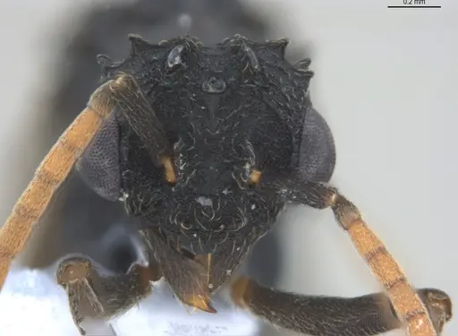 Mycetarotes parallelus specimen ANTWEB1053732 image antweb1053732_2