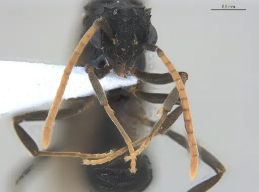Mycetarotes parallelus specimen ANTWEB1053732 image antweb1053732_3