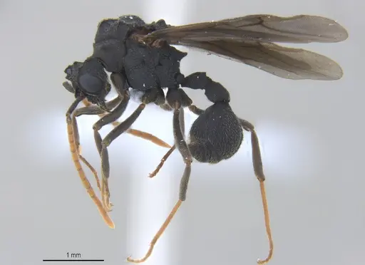 Mycetarotes parallelus specimen ANTWEB1053732 image antweb1053732_4