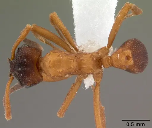 Mycetarotes parallelus specimen CASENT0010817 image casent0010817_1