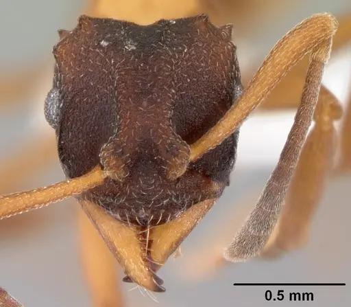 Mycetarotes parallelus specimen CASENT0010817 image casent0010817_2