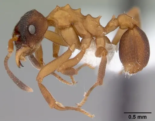 Mycetarotes parallelus specimen CASENT0010817 image casent0010817_3