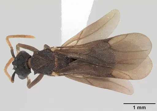 Mycetarotes parallelus specimen CASENT0173982 image casent0173982_1