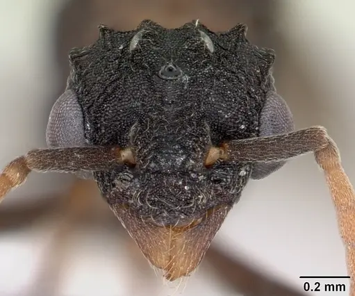 Mycetarotes parallelus specimen CASENT0173982 image casent0173982_2