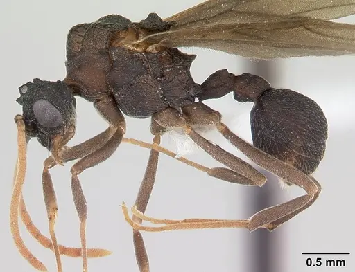 Mycetarotes parallelus specimen CASENT0173982 image casent0173982_3