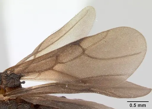 Mycetarotes parallelus specimen CASENT0173982 image casent0173982_4