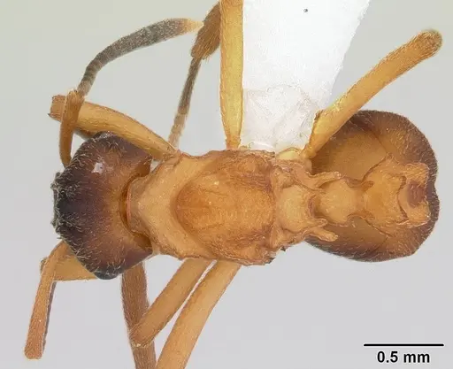 Mycetarotes parallelus specimen CASENT0173983 image casent0173983_1