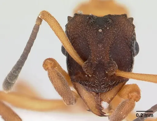 Mycetarotes parallelus specimen CASENT0173983 image casent0173983_2
