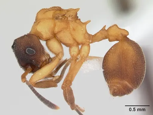 Mycetarotes parallelus specimen CASENT0173983 image casent0173983_3