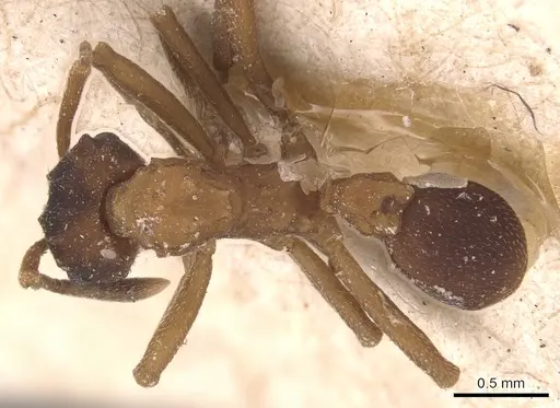 Mycetarotes parallelus specimen CASENT0904983 image casent0904983_1