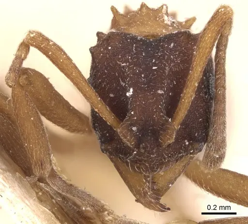 Mycetarotes parallelus specimen CASENT0904983 image casent0904983_2