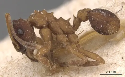Mycetarotes parallelus specimen CASENT0904983 image casent0904983_3