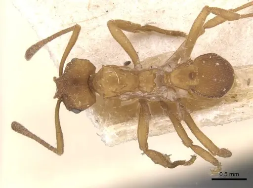 Mycetarotes parallelus specimen CASENT0909385 image casent0909385_1