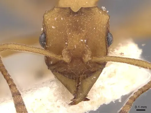 Mycetarotes parallelus specimen CASENT0909385 image casent0909385_2