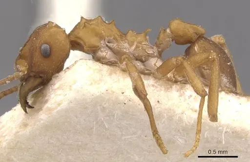 Mycetarotes parallelus specimen CASENT0909385 image casent0909385_3