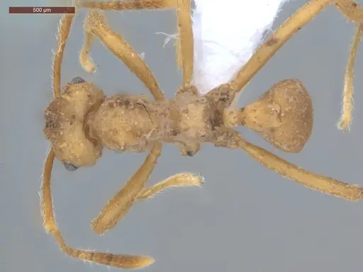 Mycetarotes parallelus specimen ECOFOG-GRS21-0163-06 image ecofog-grs21-0163-06_1