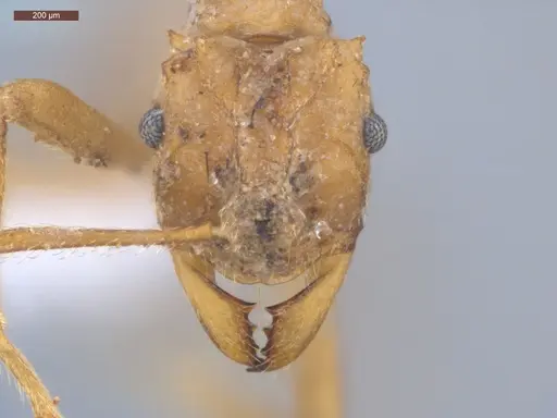 Mycetarotes parallelus specimen ECOFOG-GRS21-0163-06 image ecofog-grs21-0163-06_2