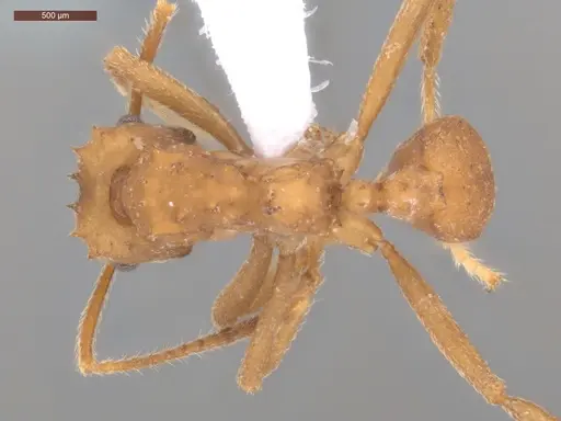 Mycetarotes parallelus specimen ECOFOG-TR17-0175-08 image ecofog-tr17-0175-08_1