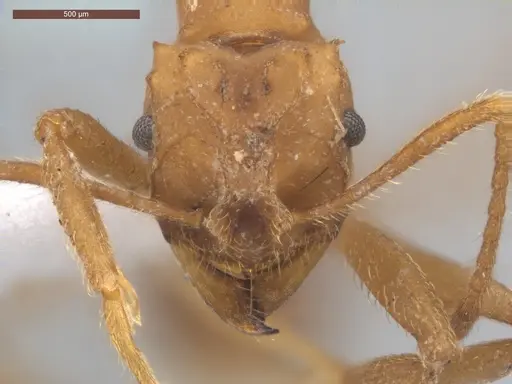 Mycetarotes parallelus specimen ECOFOG-TR17-0175-08 image ecofog-tr17-0175-08_2