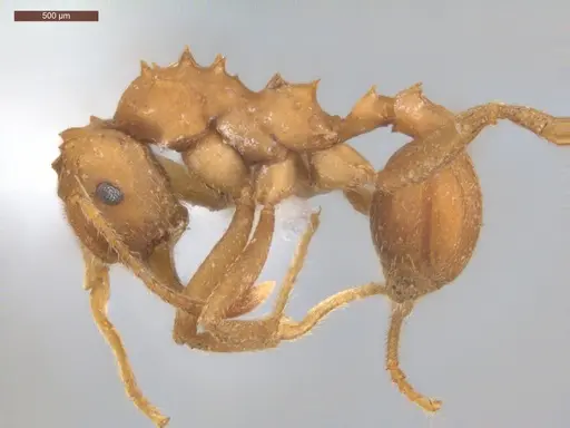 Mycetarotes parallelus specimen ECOFOG-TR17-0175-08 image ecofog-tr17-0175-08_3