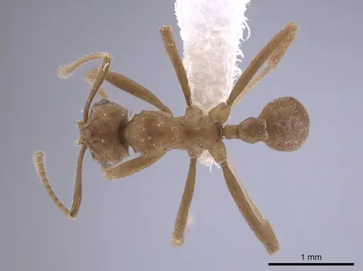 Mycetarotes senticosus specimen CASENT0655262 image casent0655262_1