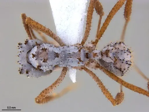 Mycetomoellerius atlanticus specimen UFV-LABECOL-005151 image ufv-labecol-005151_1