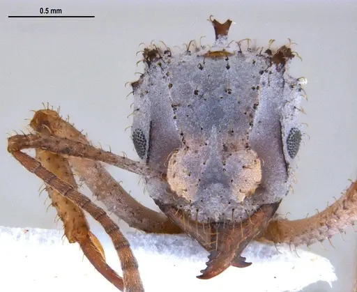 Mycetomoellerius atlanticus specimen UFV-LABECOL-005151 image ufv-labecol-005151_2