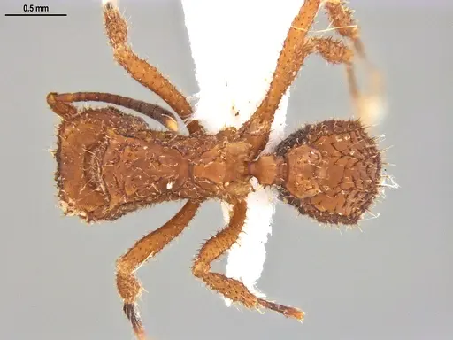 Mycetomoellerius cirratus specimen UFV-LABECOL-005105 image ufv-labecol-005105_1